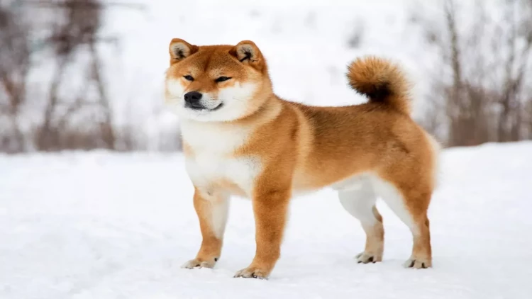 İtləri ilə gəzməyə çıxan qadın KABUS YAŞADI: heyvanları öldürüldü, özü isə.. - VİDEO - FOTO