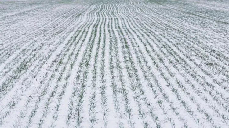 Bu il taxıl bol olacaq, kartof isə... - Ekspertdən açıqlama
