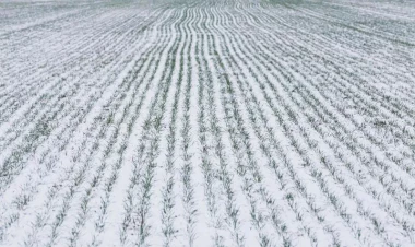 Bu il taxıl bol olacaq, kartof isə... - Ekspertdən açıqlama