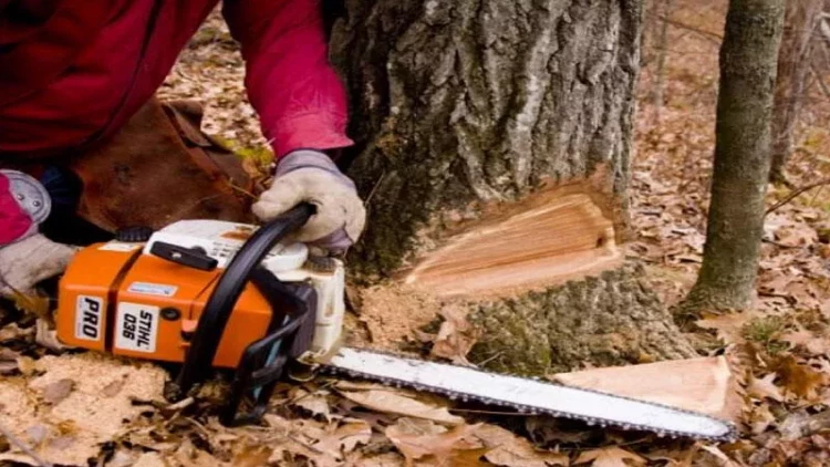 Maştağada ağaclar kəsildi - cinayət işi başlanıldı