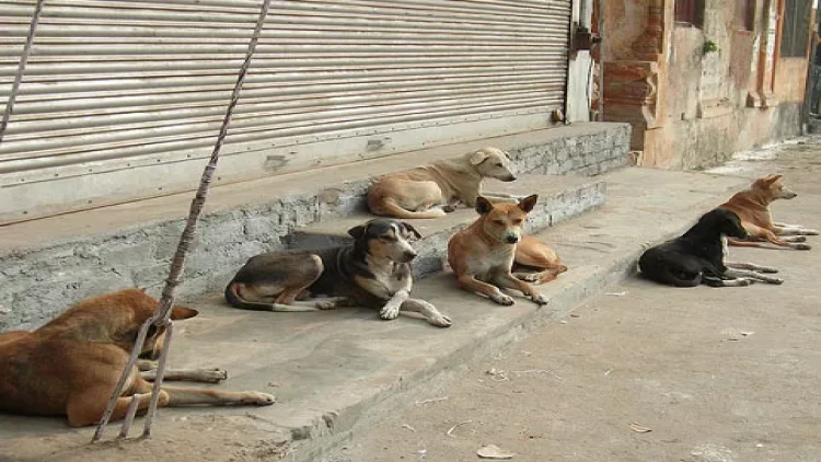 Gərək itlər kimisə parçalamalıdır ki, bizə kömək etsinlər? - Bakıda it problemi
