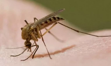 Bu ölkədə ağcaqanadları öldürənlərə pul mükafatı veriləcək