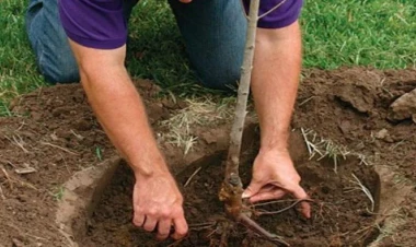 Ağac əkərkən bunlara əməl edin