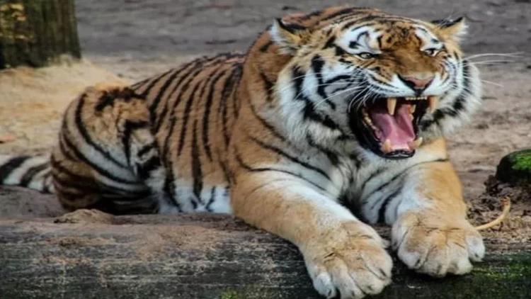 Pələng 24 saat ərzində eyni ailənin iki üzvünü ÖLDÜRDÜ