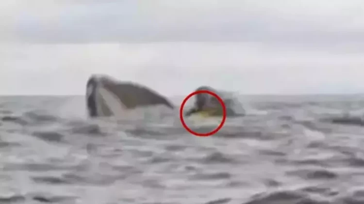 Əvvəlcə uddu, sonra geri qaytardı - Dəhşət anları kameraya düşdü