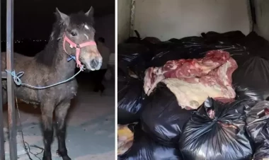 Kolbasaya eşşək əti qarışdırıb satdılar - FOTO