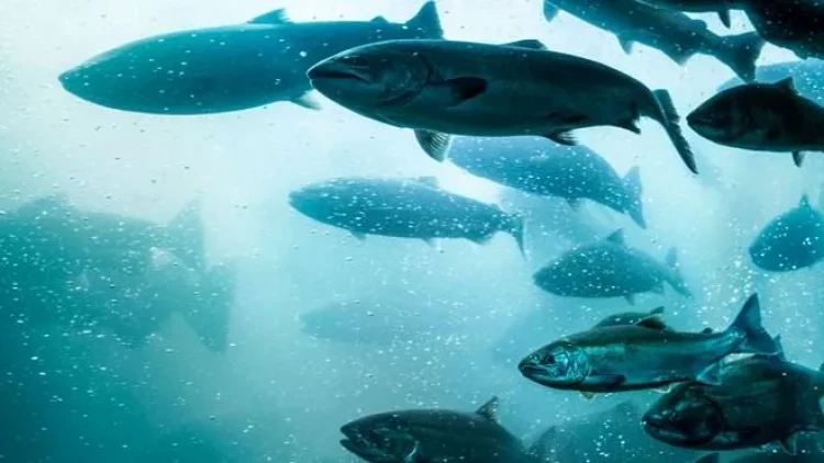 27 min qızılbalıq yoxa çıxdı - Tapana pul mükafatı