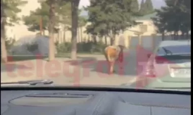 Sahibsiz dana Bakıda aləmi bir-birinə qatdı - VİDEO