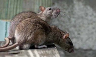 1 həftədir yoxa çıxan kişini siçanlar YEDİ - FOTO