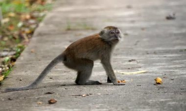 Meymuna görə bütün ölkə işıqsız qaldı - FOTO