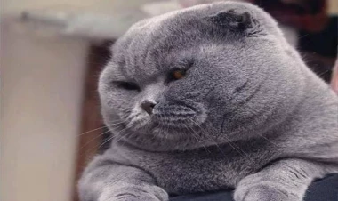 Pişik cırmaqladı deyə kor qaldı - FOTO