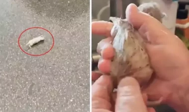 Küçədən pişik balası bilib götürdüyü heyvan böyüdükdə ŞOK oldu - VİDEO