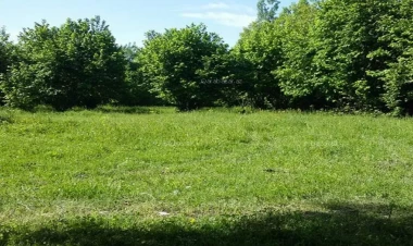 Astarada meyvə bağına görə oğlunu öldürən ata həbs edildi - YENİLƏNİB