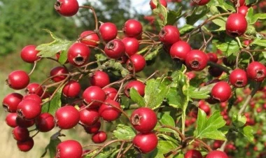 Hər gün bir ovuc yemək xərçəngdən qoruyur