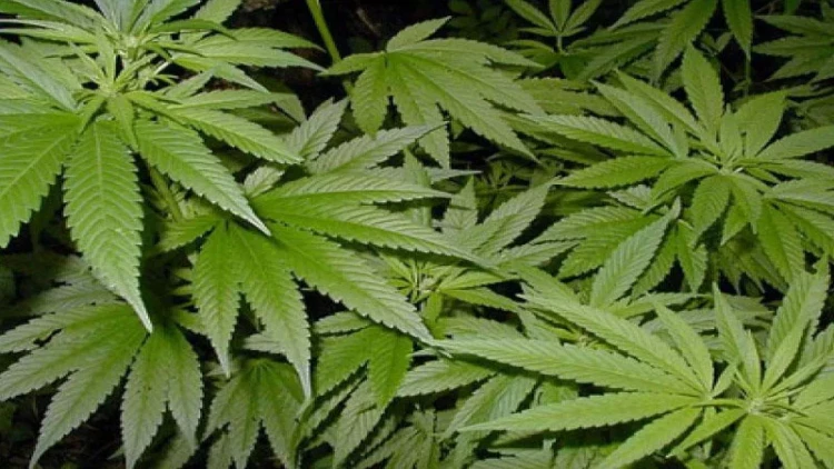 Bu ölkədə çətənə leqallaşdırılır