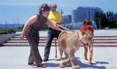 Bərbərovlar ailəsinin sonunu gətirən şir niyə sahibini parçalamışdı? - İLLƏR SONRA AÇILAN SİRR