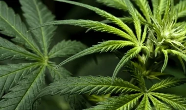 Siyəzəndə çətənə kolları aşkarlandı