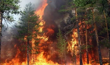 Türkiyədə eyni vaxtda daha 2 meşə yanğını