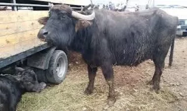 Azərbaycanda bazarda TƏHLÜKƏLİ ANLAR - VİDEO