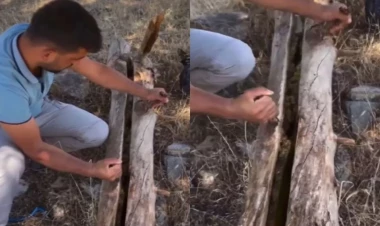 Qurumuş ağacın kötüyünü açan sakin gördüklərinə inanmadı