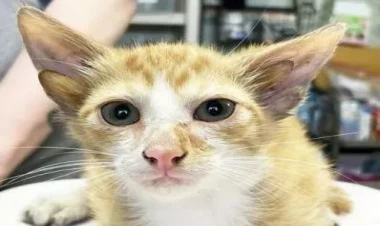 4 qulaqlı pişik balası: Unikal tapıntı