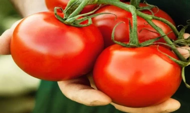 Hər gün pomidor yemək niyə vacibdir?