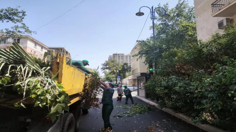 Bakıda təhlükə yaradan budaqlar budanır - FOTO