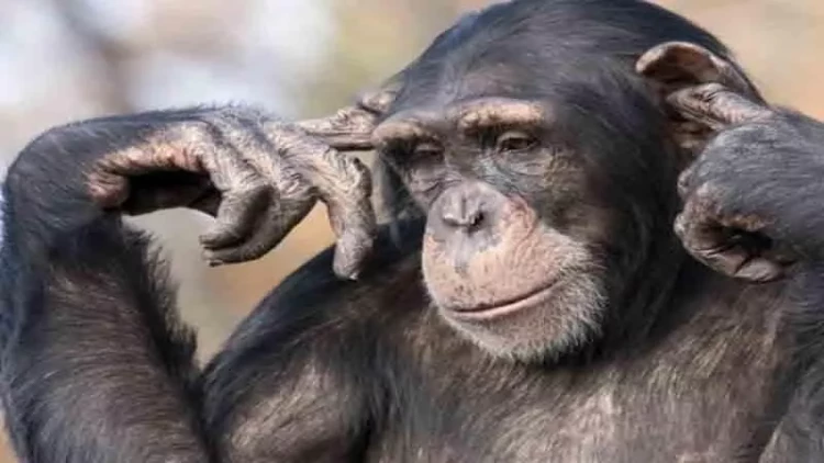 Şimpanzelərin yeni bacarığı alimləri heyrətə gətirdi