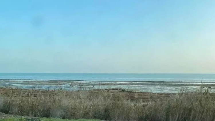 Xəzərdə xərçənglərin kütləvi ölümü qeydə alındı