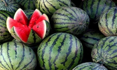 Qarpız tumlarını udmaq olmaz, əks halda...