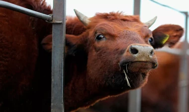 Bakıda 76 yaşlı kişini inək vurub öldürdü