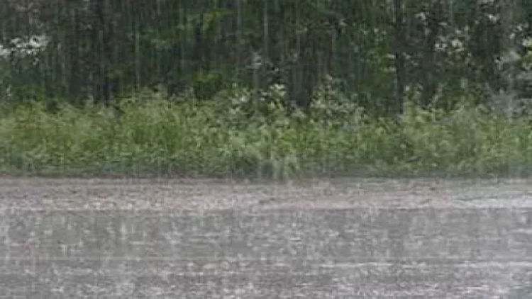 Leysan yağışı Astarada elektrik dirəklərini aşırdı - Heyvanlar tələf oldu - FOTO