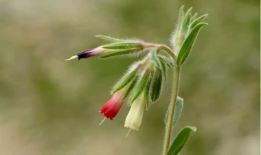 Türkiyəli bioloq yeni bitki növünü elm dünyasına təqdim etdi