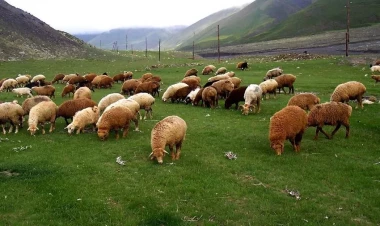 Rumıniyada zoopark fermasında taun xəstəliyi aşkar edilib