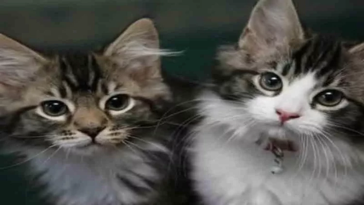 İt və pişik üçün hansı musiqi çalınmalıdır?