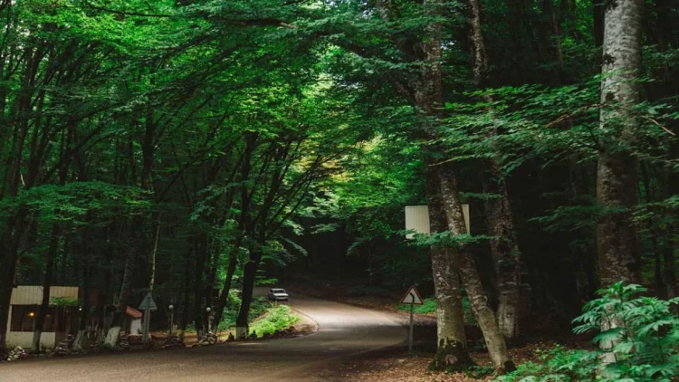 Qəçrəşdə gəzəndə 40 metr dərinlikdəki dərəyə yıxıldı