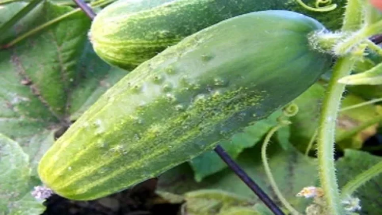 Xiyarın bol məhsul verməsi üçün bunu da edin