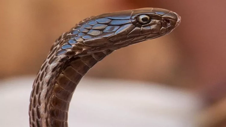 Son iki ayda 36 nəfəri ilan sancıb