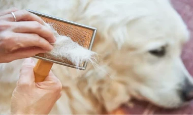 Ev heyvanları saxlayanların DİQQƏTİNƏ: Tüklər...