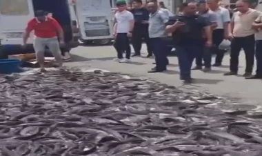 Qəza baş verdi, balıqlar asfalta töküldü - VİDEO