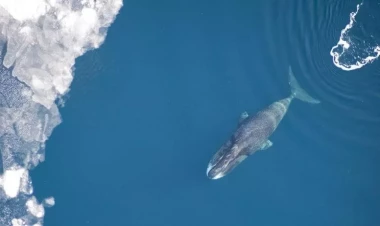 Bu canlı öz ömrünü uzada bilir - 250 ildir yaşayır