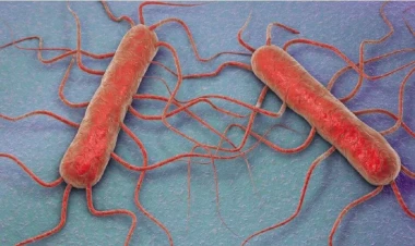 İspanaqdakı ölümcül TƏHLÜKƏ