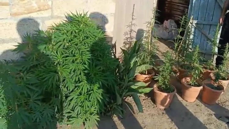 Şəmkirdə narkotik yetişdirən şəxs saxlanıldı - FOTO