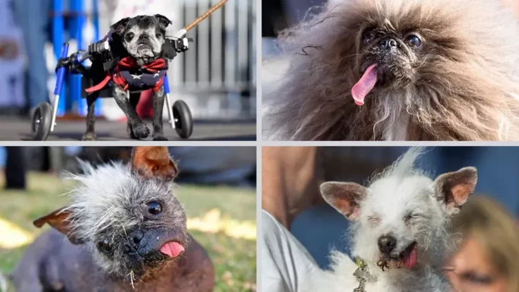 “Dünyanın Ən Çirkin İti” yarışının qalibi oldu - FOTO