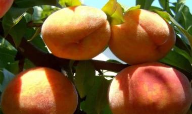 Şaftalının orqanizmə saymaqla bitməyən faydaları