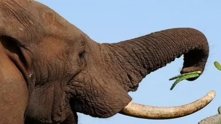 Fillər insanlar kimi bir-birlərini adla çağırırlar - ARAŞDIRMA