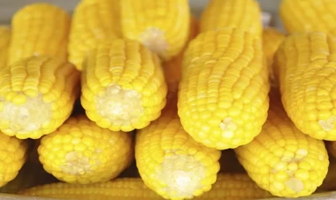 Qarğıdalı saçaqlarını dəmləyib için - Bu dərdə  çarədir