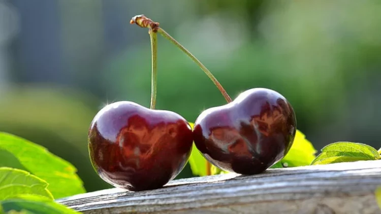 Bir kiloqram albalı 10 min dollara SATILDI