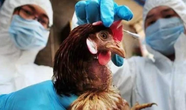 Quş qripi artıq uşaqları hədəfə alır: Çin və Hindistandan qorxulu açıqlama