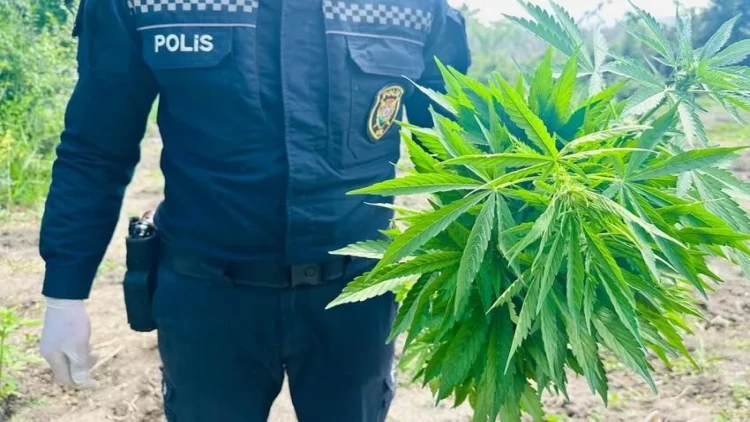 Göldə çətənə kolu yetişdirən şəxs saxlanıldı - FOTO